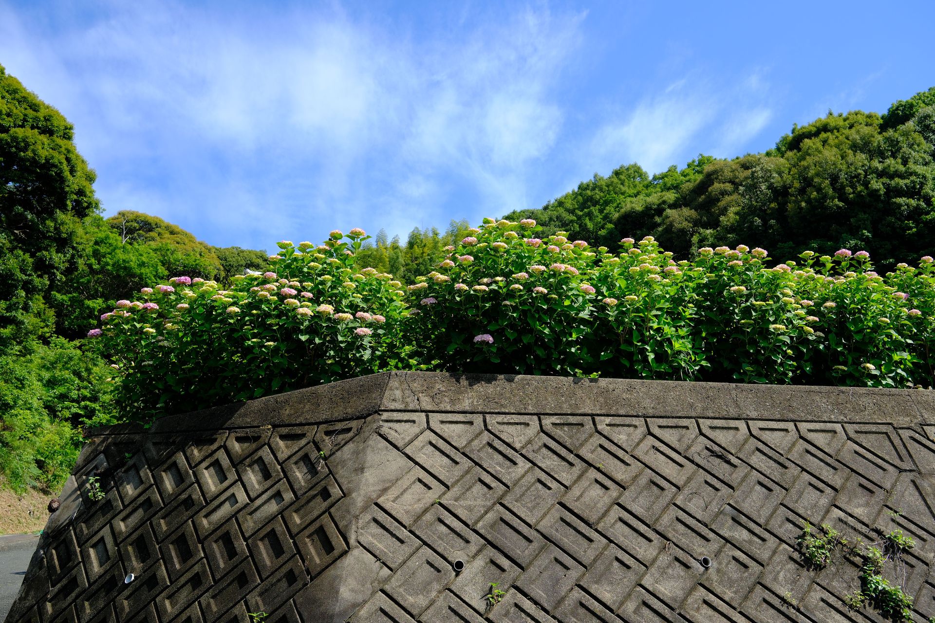 Vibrant hydrangeas bloom atop a geometric wall, set against the lush greenery of Gamagōri, Aichi, Japan.